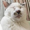 あんずコッペ