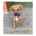 仔犬の里親募集しています^ ^