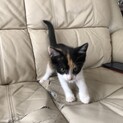 受け取りに来られる方限定。可愛い子猫です。