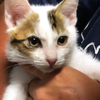 キジ白の♀の子猫