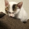 キジ白の♀の子猫 サムネイル3