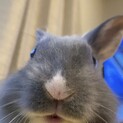 ミニウサギ　メス　生後7ヶ月