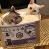 ぎんたんの弟分、こがねちゃんです。