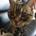16歳のおばあちゃん猫