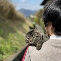 長毛の母猫 はるちゃん トライアル中
