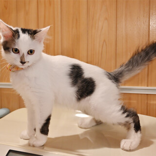 人が大好きなハートちゃん＾＾