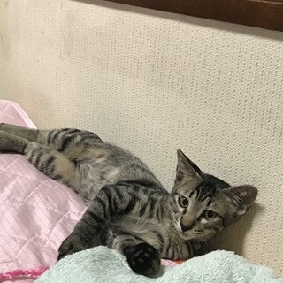 おっとりマイペースの子猫ちゃん