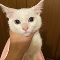 可愛い男の仔の子猫里親募集