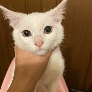 可愛い男の仔の子猫里親募集