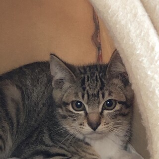 仔猫の里親さんになってくれる方さがしております！