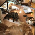行き場のないメインクーンを救って下さい！