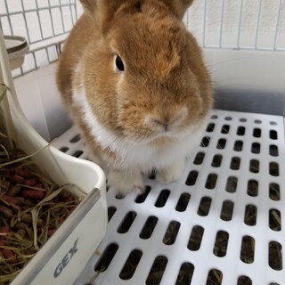 1歳の男の子です