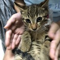 キジトライケメンのシオンくんです♪