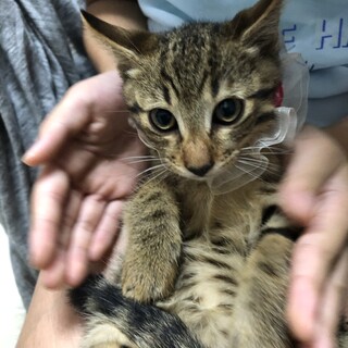 キジトライケメンのシオンくんです♪