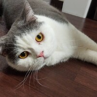 しらす