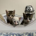 生後1ヶ月位の元気な兄弟猫里親募集