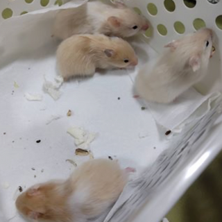 ゴールデンハムスターの赤ちゃん