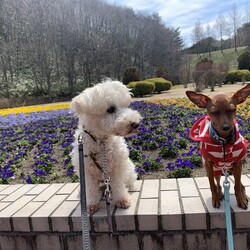 「2歳になります」サムネイル2