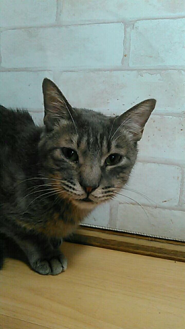 調布市 おとなしいサバト 東京都 猫の里親募集 ペットのおうち 月間利用者150万人