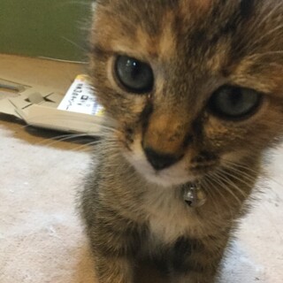 子猫の里親さんを募集します。