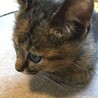 子猫の里親さんを募集します。 サムネイル2