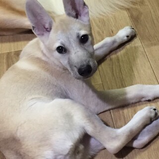 ぽんずくん♡3ヶ月　家族を探してます。