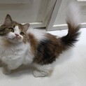 人懐っこい子です。