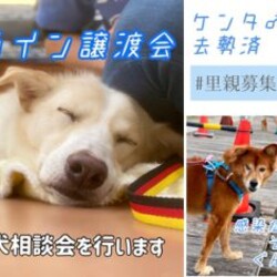 オンライン譲渡会