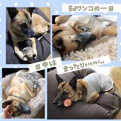 「元野犬Edワンコの一日」サムネイル2