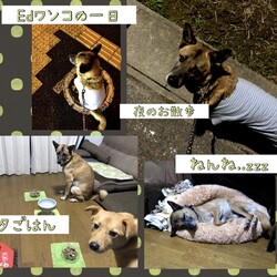 「元野犬Edワンコの一日」サムネイル3