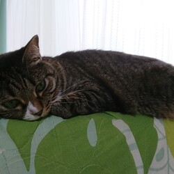 「5歳になりました」サムネイル2