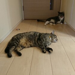 「5歳になりました」サムネイル3