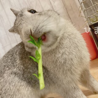 保護うさぎの「ひまり君」（かくれんぼーず）