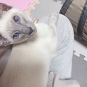 シャム猫（子猫）10月で1歳　♂