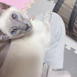 シャム猫（子猫）10月で1歳　♂
