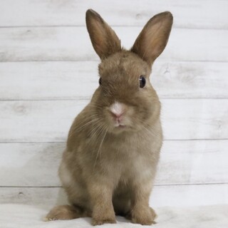 募集番号：342607 の方で募集中