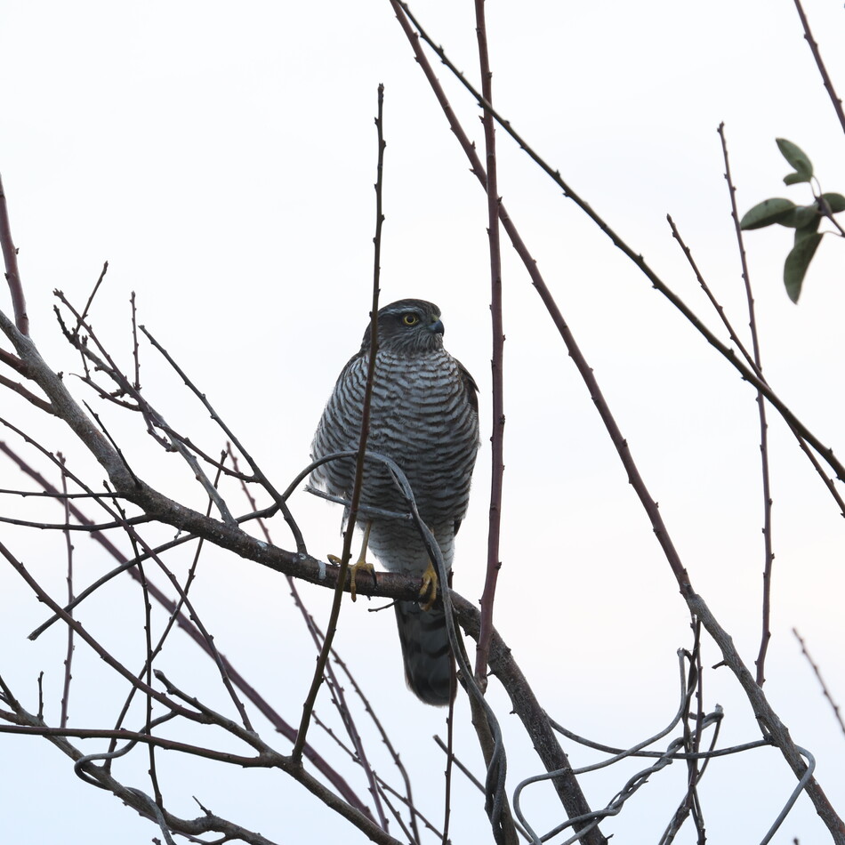 るっちいのカバー写真