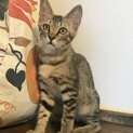 おかげ様で里親さまが決まりまさした！