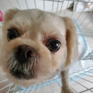 緊急里親募集中！