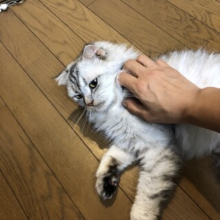 ペルシャ風美猫のキキちゃん避妊手術済み