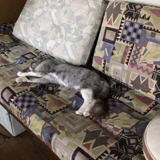 いやに人懐こく癒されるグミちゃん二歳手術済