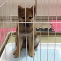 元気いっぱいの柴犬ちゃん（女の子・