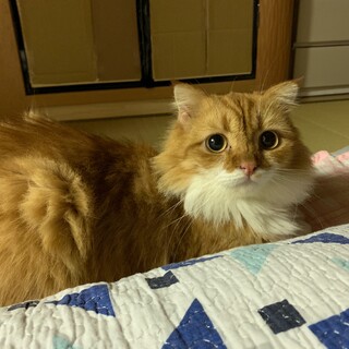 ふわふわで声も可愛い女の子2歳　避妊手術済　