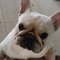 募集停止中ですフレンチブルドッグ女の子