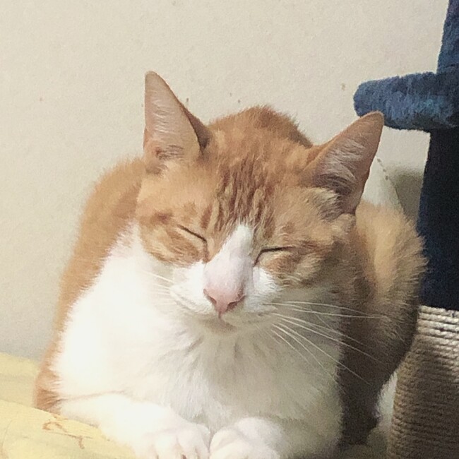 aya mayoのカバー写真