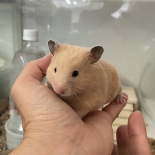 ゴールデンハムスターと長毛ハムスターの赤ちゃん