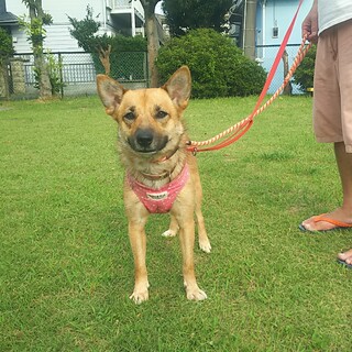 社会化勉強中★2歳の男の子