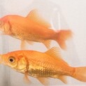 金魚 小赤 大きめ