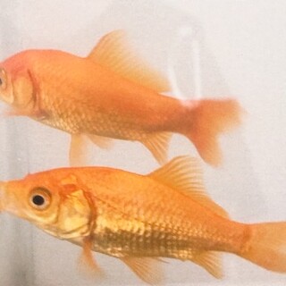 金魚 小赤 大きめ