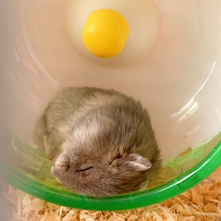 ジャンガリアン＊ブルーサファイア